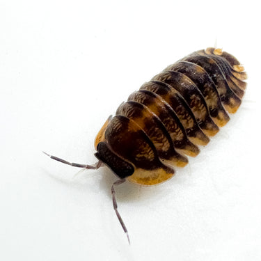 Cubaris Sp. Red Tiger
